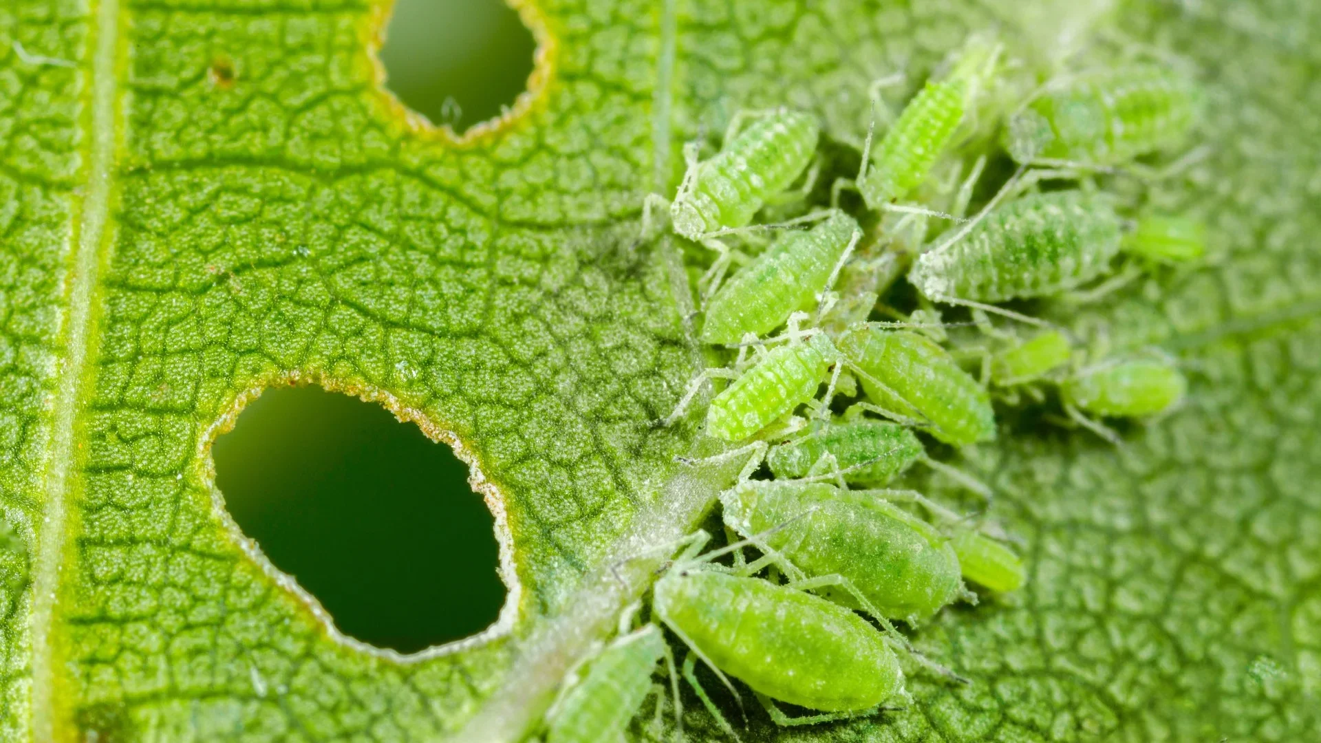 Aphids on a landscape plant leaf in the Grand Valley