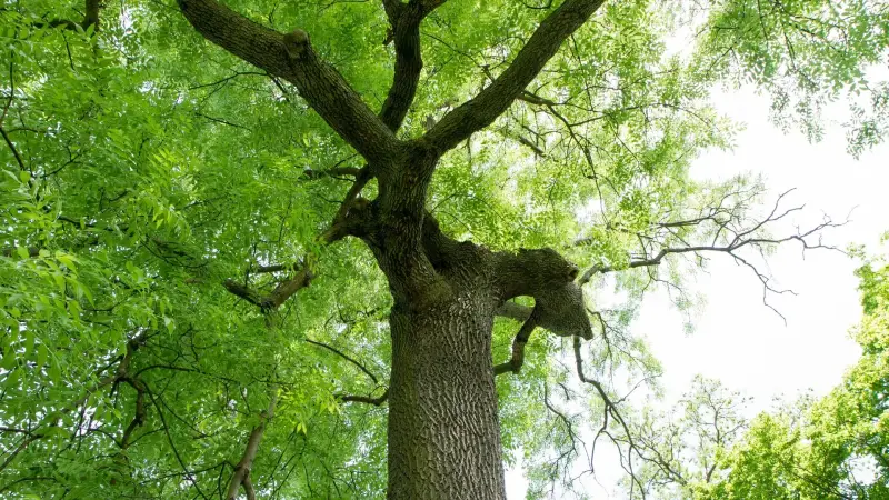 Ash tree canopy in the Grand Valley inspected for bark beetle and borer concerns