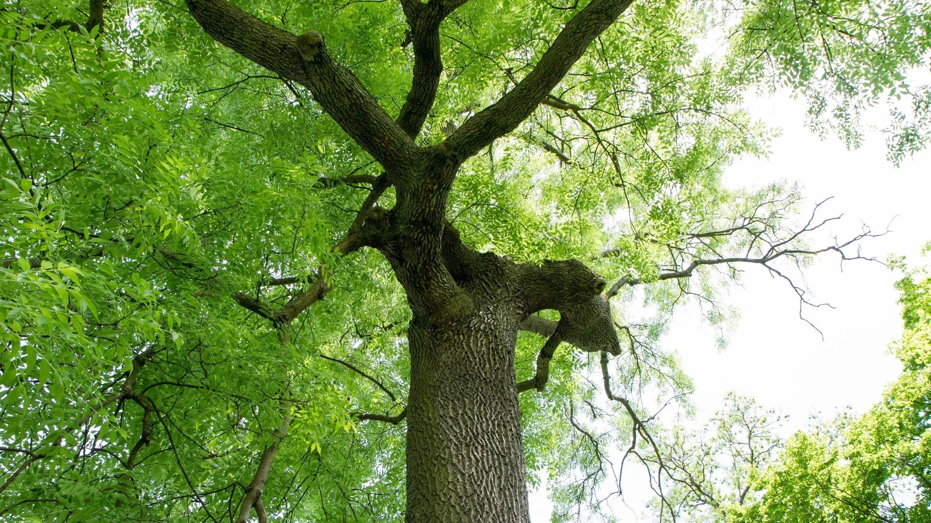 Ash tree canopy in the Grand Valley inspected for bark beetle and borer concerns