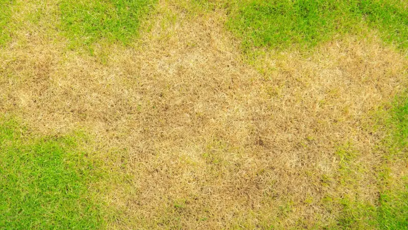 Dry and diseased turf patterns on a Western Colorado lawn during peak summer stress.