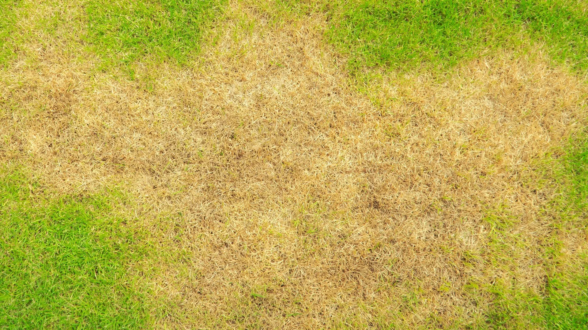 Dry and diseased turf patterns on a Western Colorado lawn during peak summer stress.