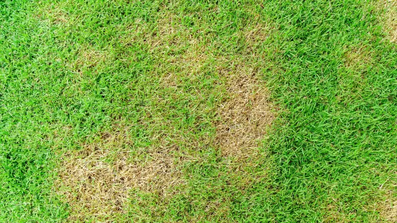 Grand Junction lawn during peak summer heat with visible stress beside healthier turf