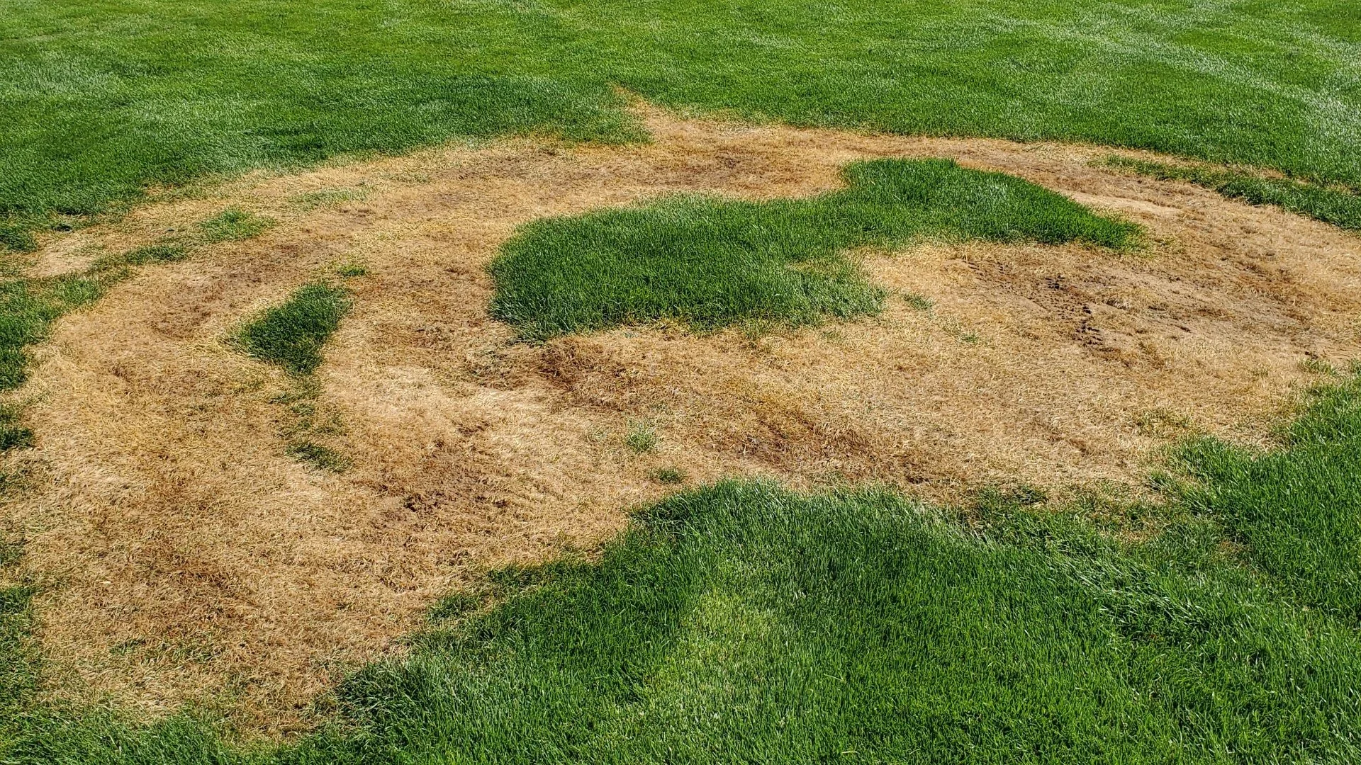 Common lawn disease affecting turf on a Western Colorado lawn.