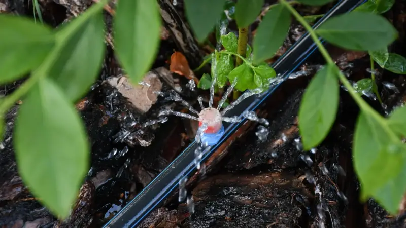Drip irrigation emitter in a Grand Valley landscape bed