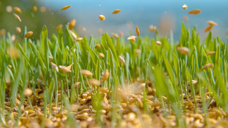 Grass seed being applied into a thin Grand Junction lawn