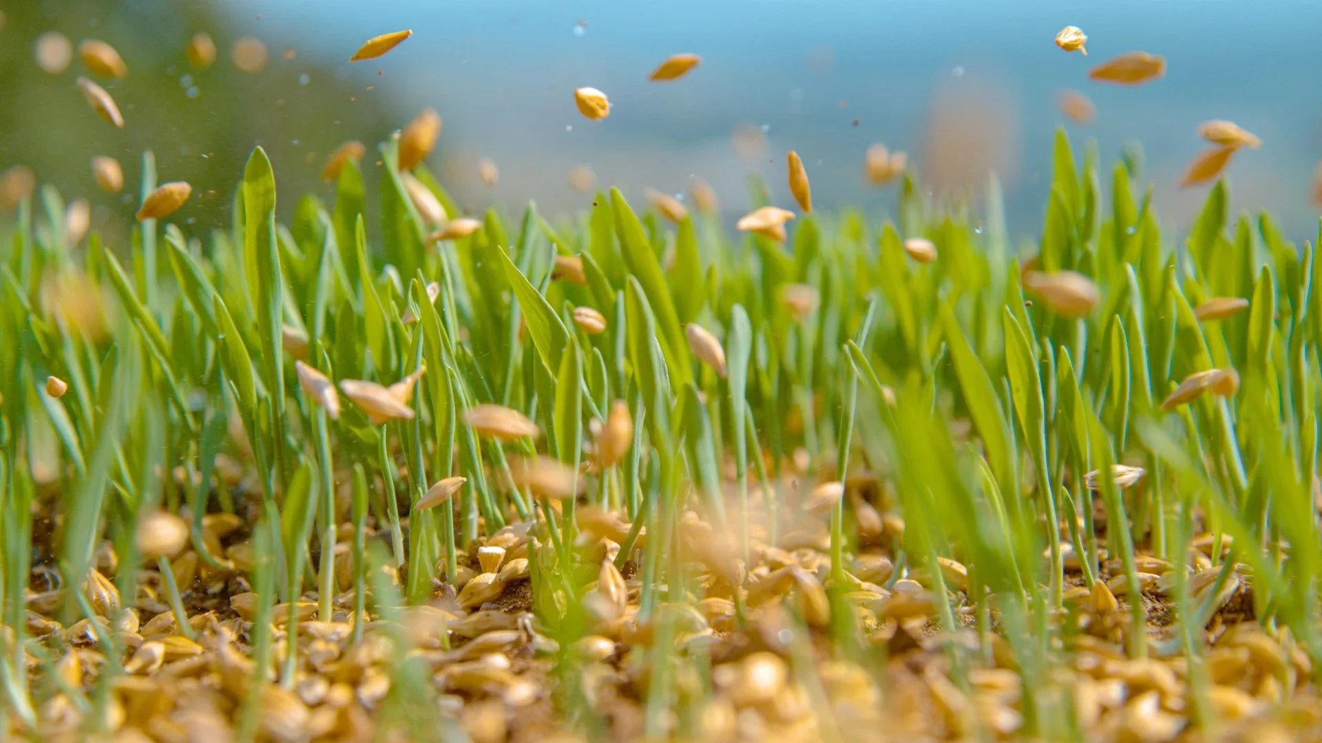 Grass seed being applied into a thin Grand Junction lawn
