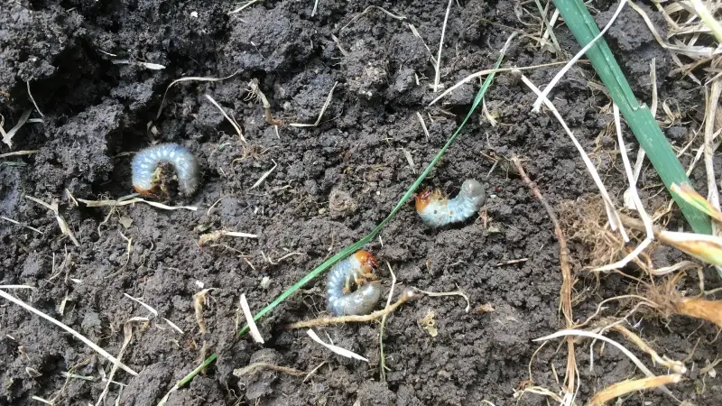 White grubs in soil beneath a Western Colorado lawn.