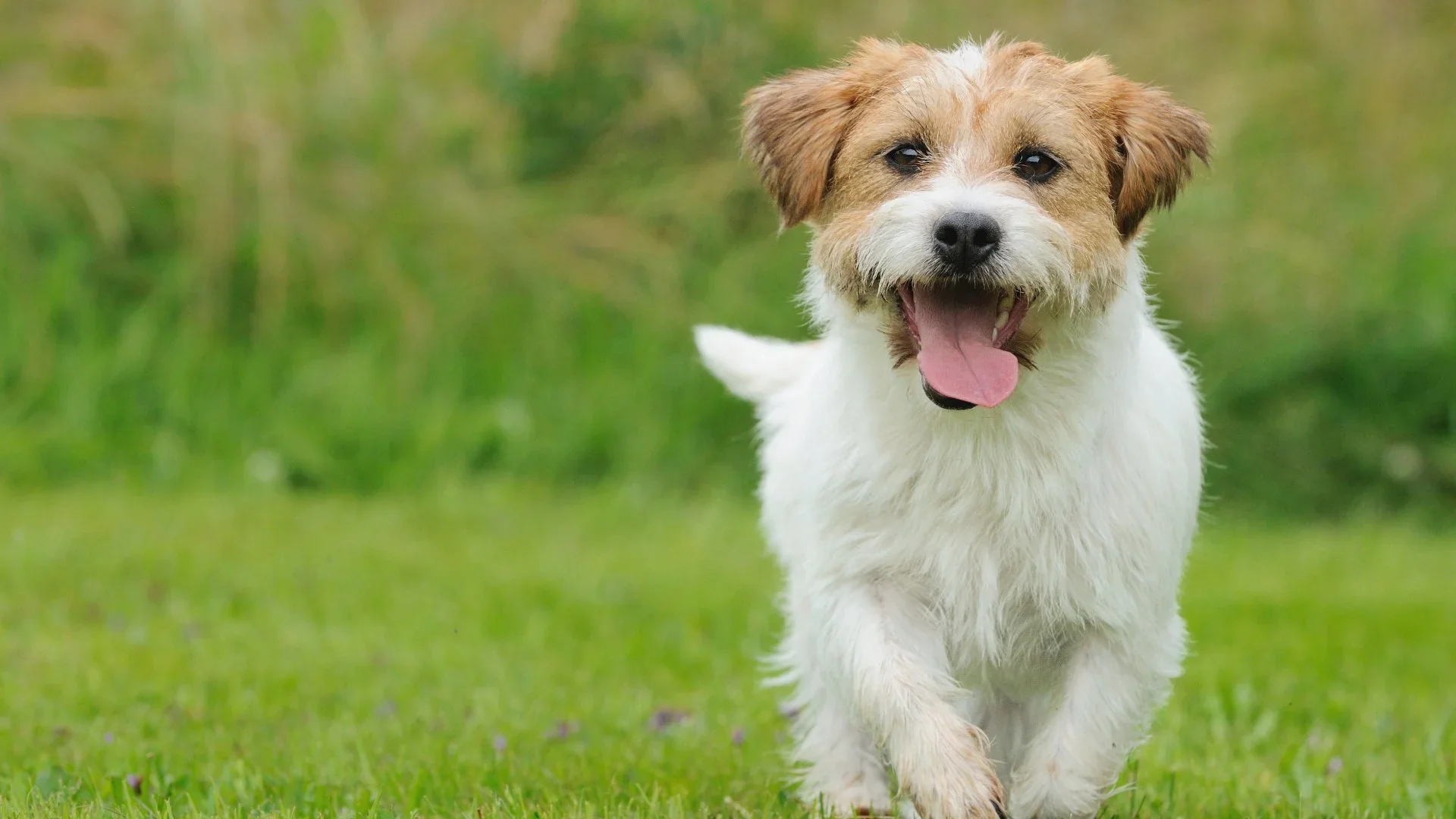 Happy dog enjoying pet-friendly lawn