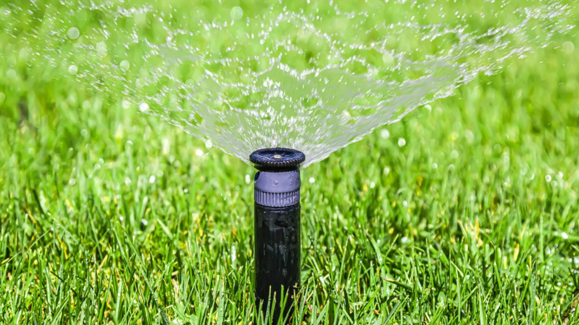 Irrigation sprinkler head spraying healthy lawn in Western Colorado.