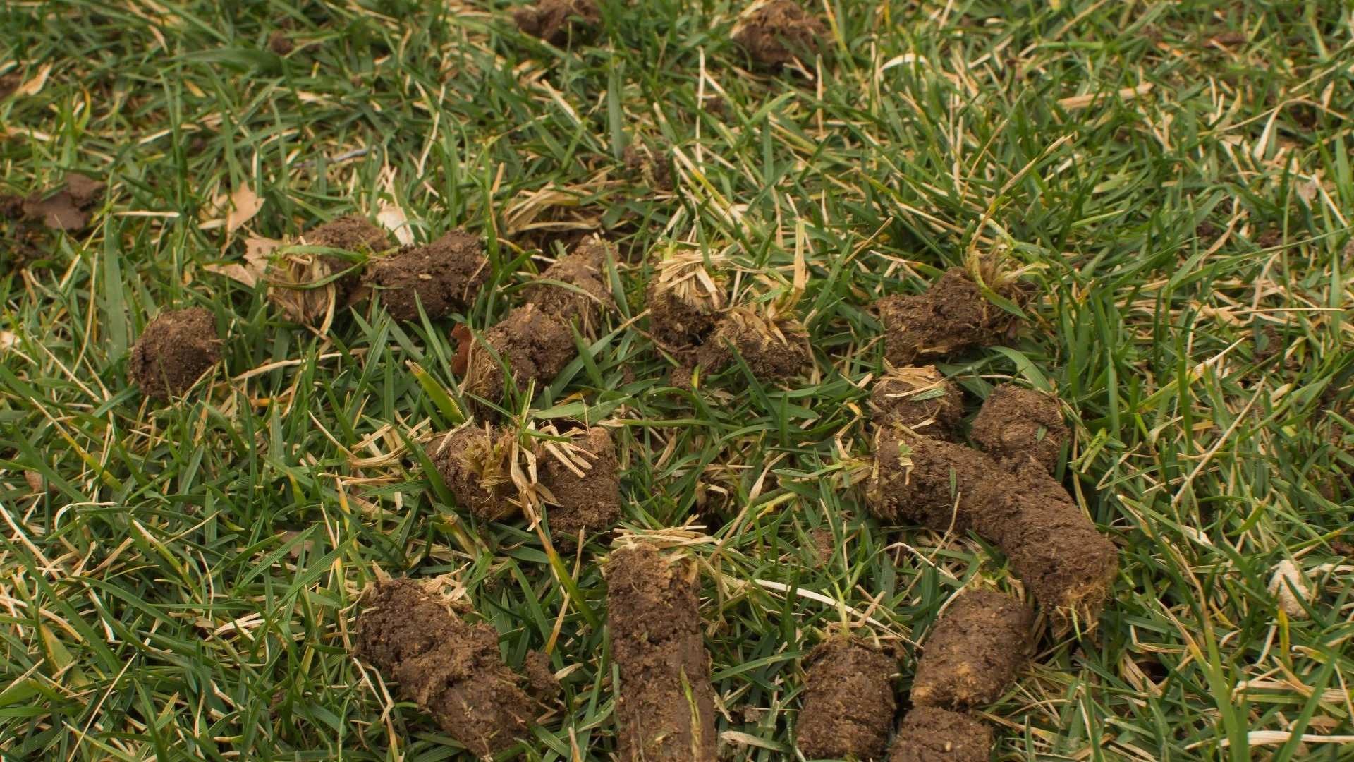 Soil plugs from core aeration showing aeration and overseeding results