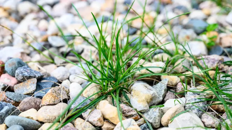 Weeds coming up through decorative rock in a Western Colorado landscape bed.