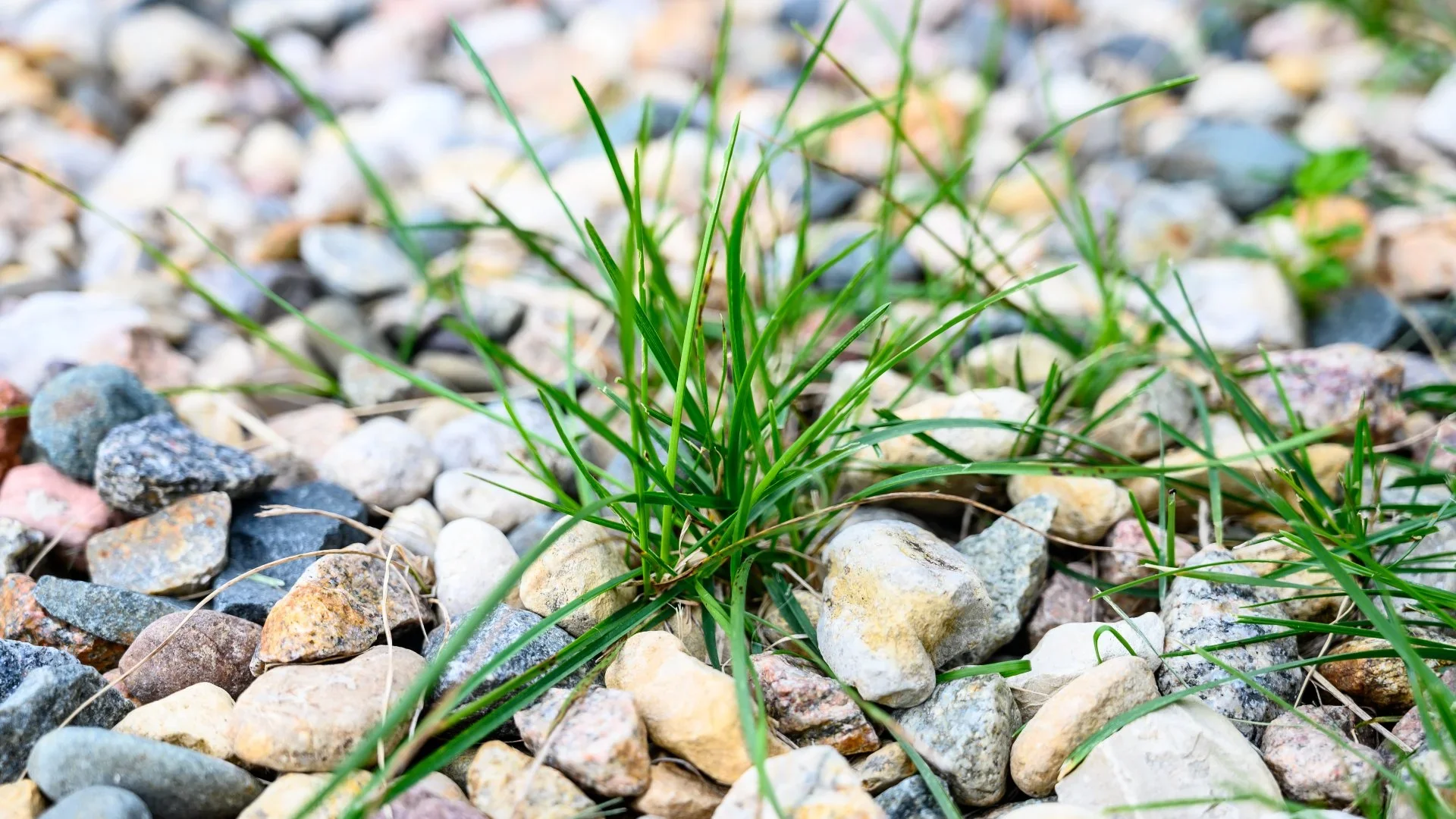 Weeds coming up through decorative rock in a Western Colorado landscape bed.