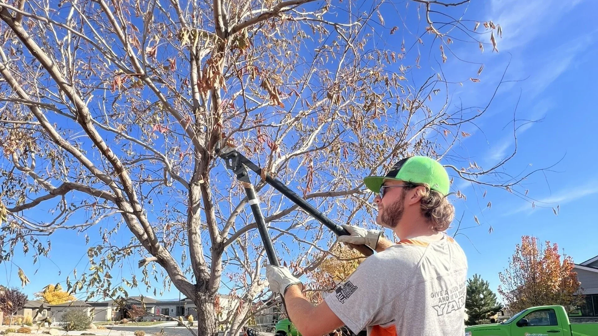 Worker pruning a tree during winter dormancy in Palisade, CO.