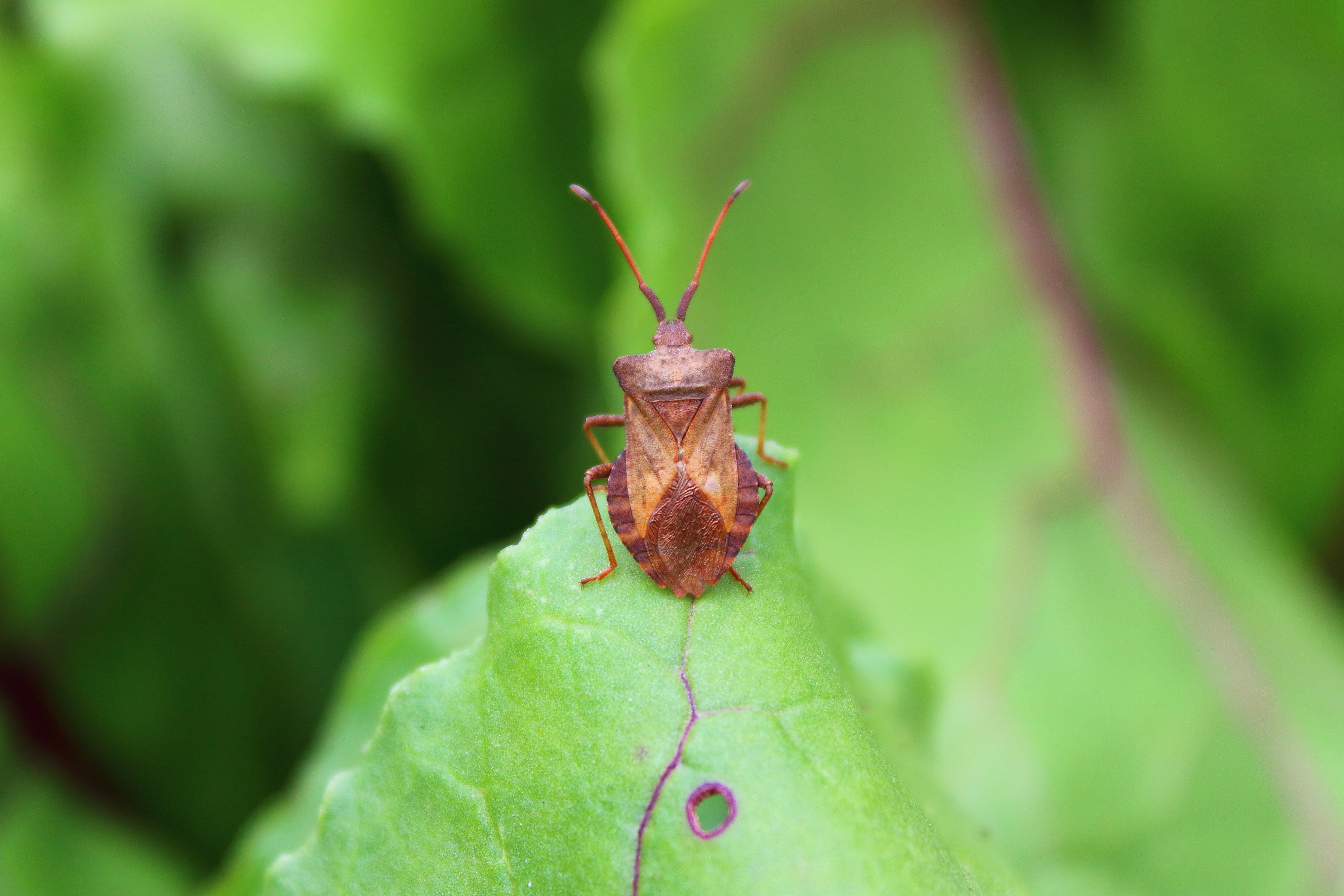 Adult chinch bug on a green leaf in Grand Junction, CO.