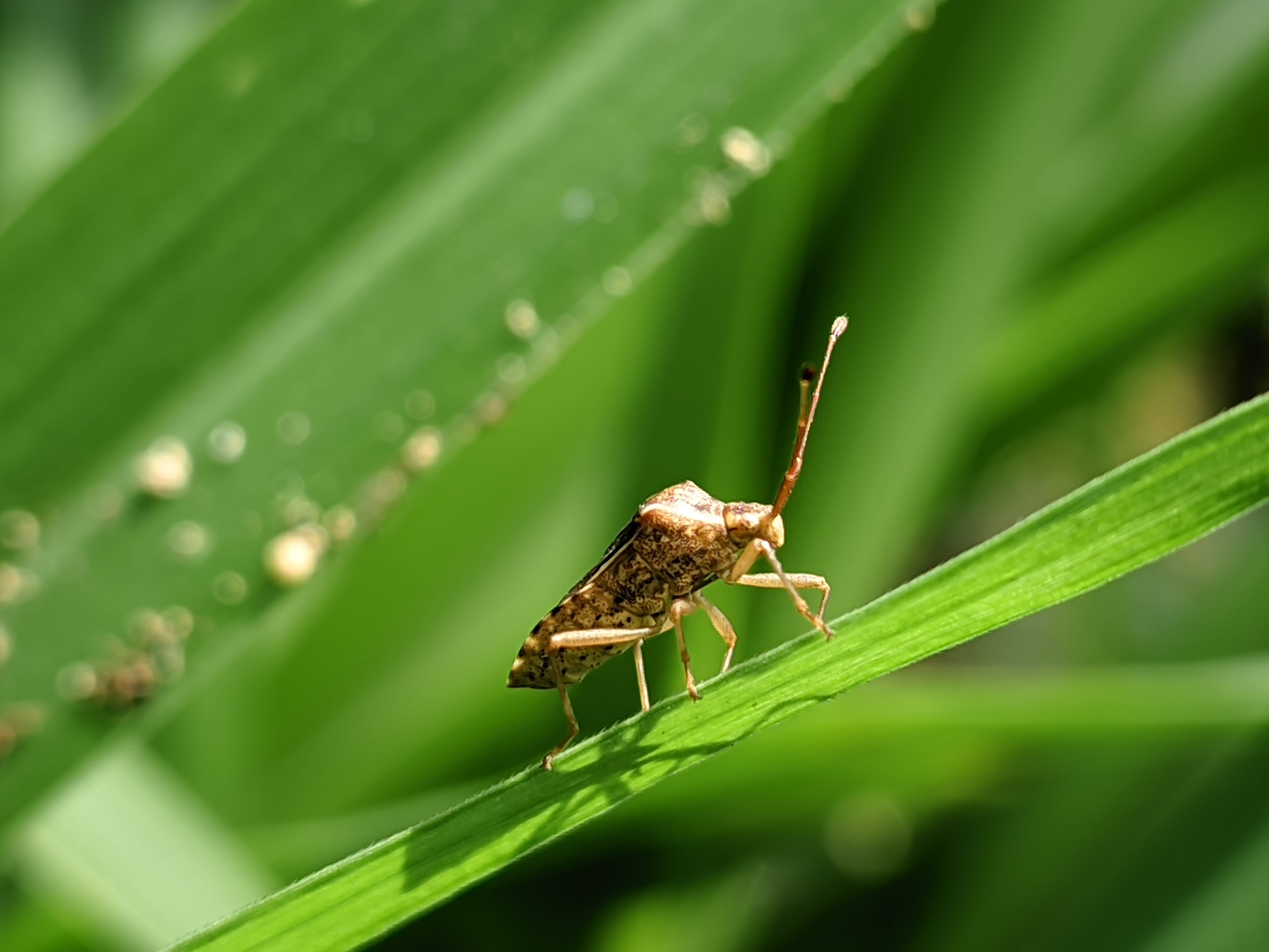 Chinch Bug Control service in Grand Junction