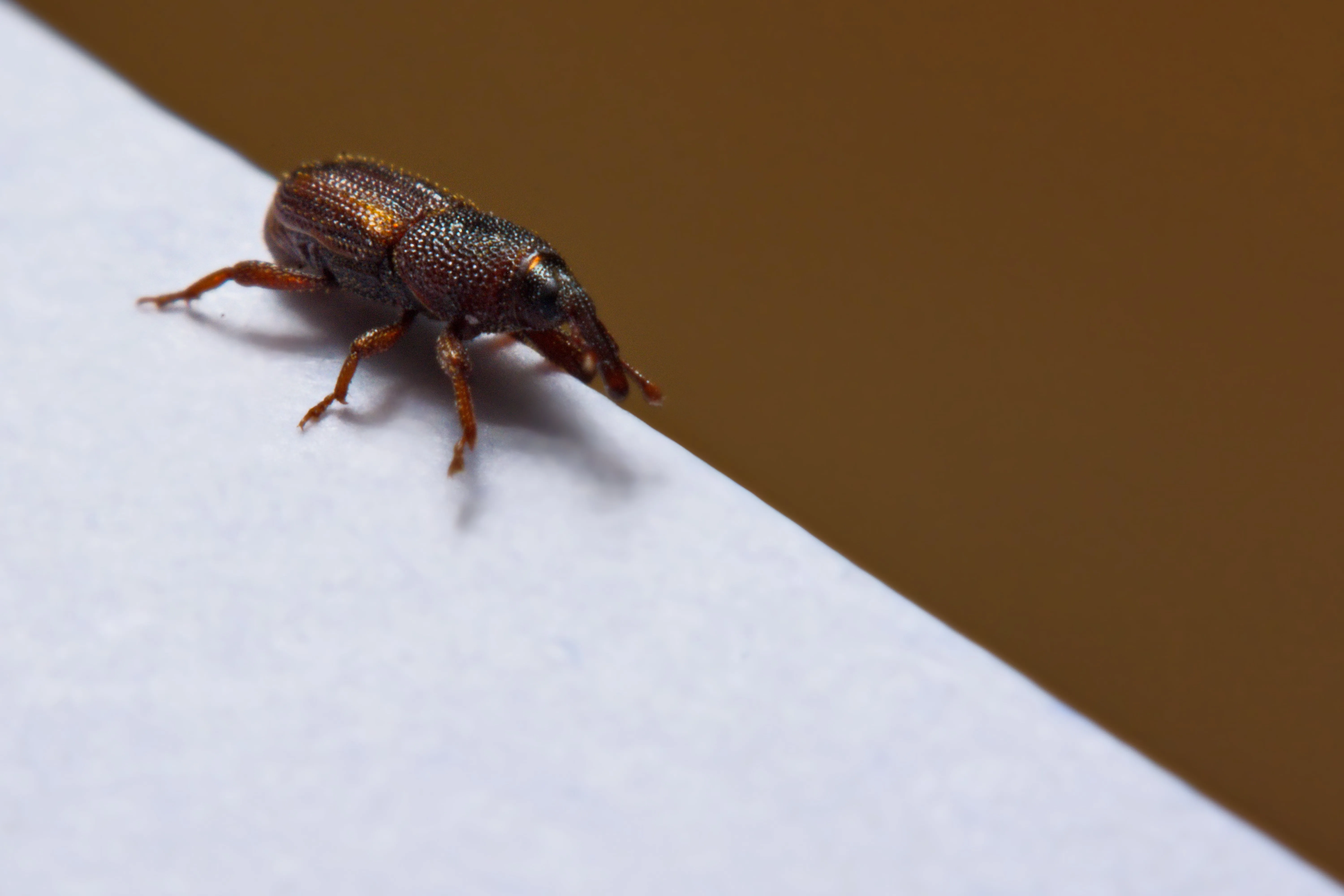 Billbug Control service in Grand Junction