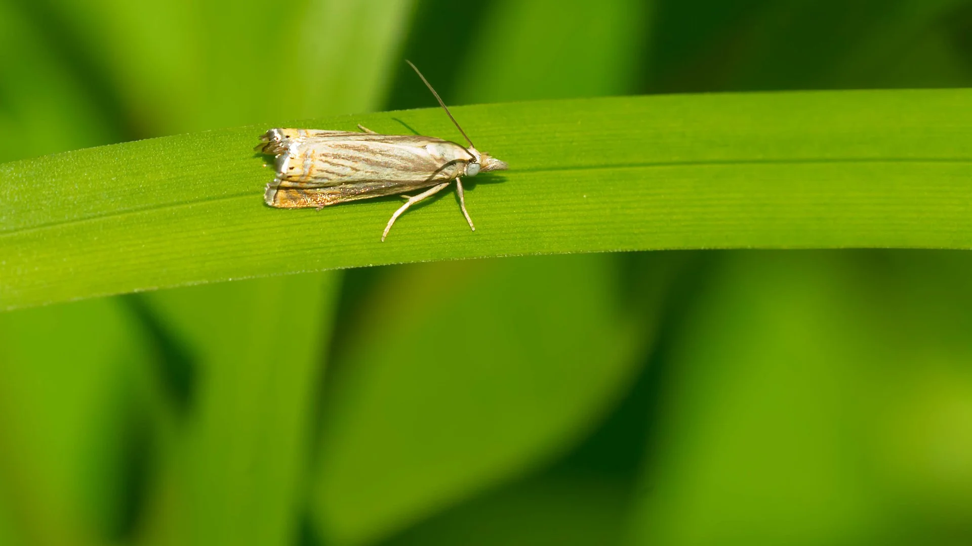 Sod Webworms - What Are They & How Do You Deal With Them?