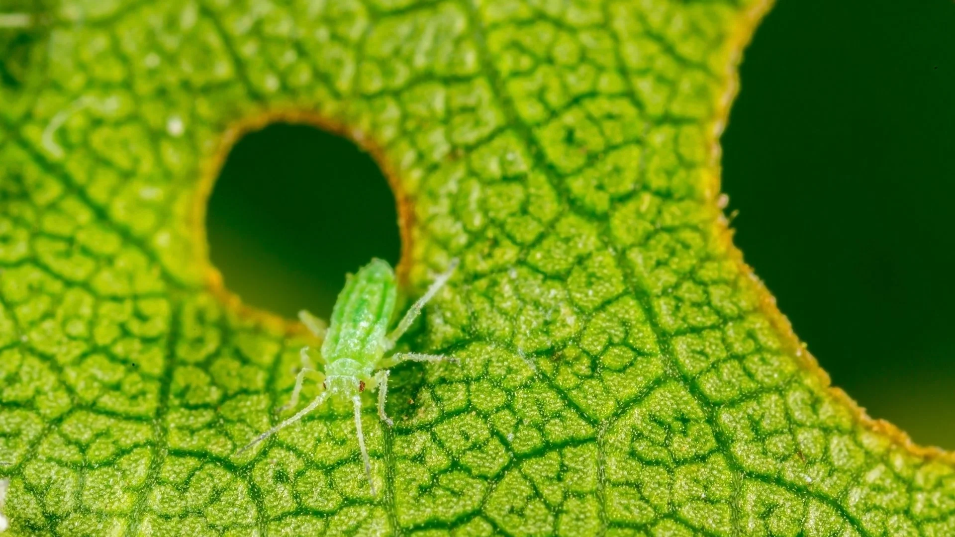 Aphids: What to Know About These Damaging Plant Insects