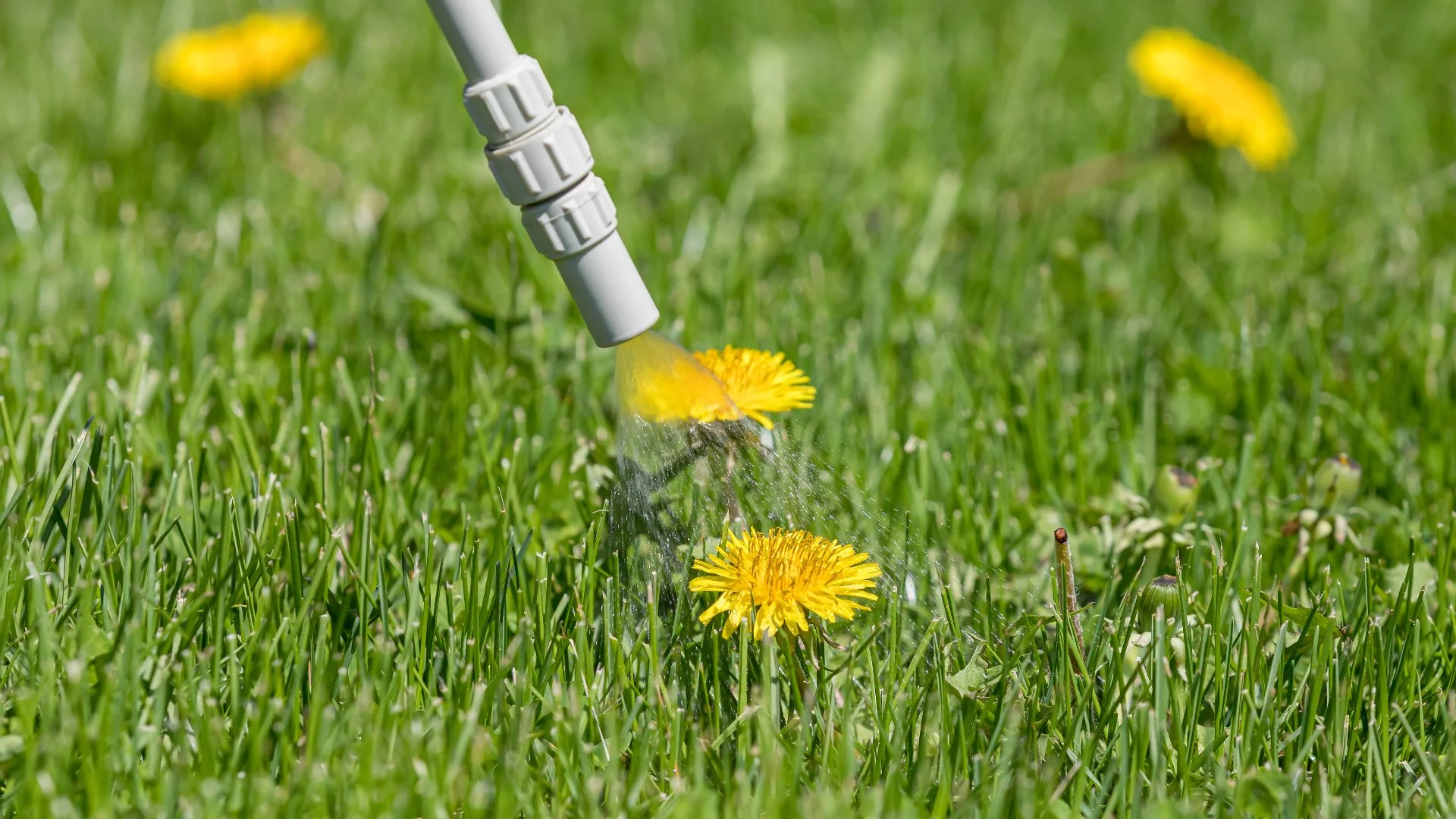 Why You Should Use Both Pre-Emergent & Post-Emergent Weed Control for Your Lawn
