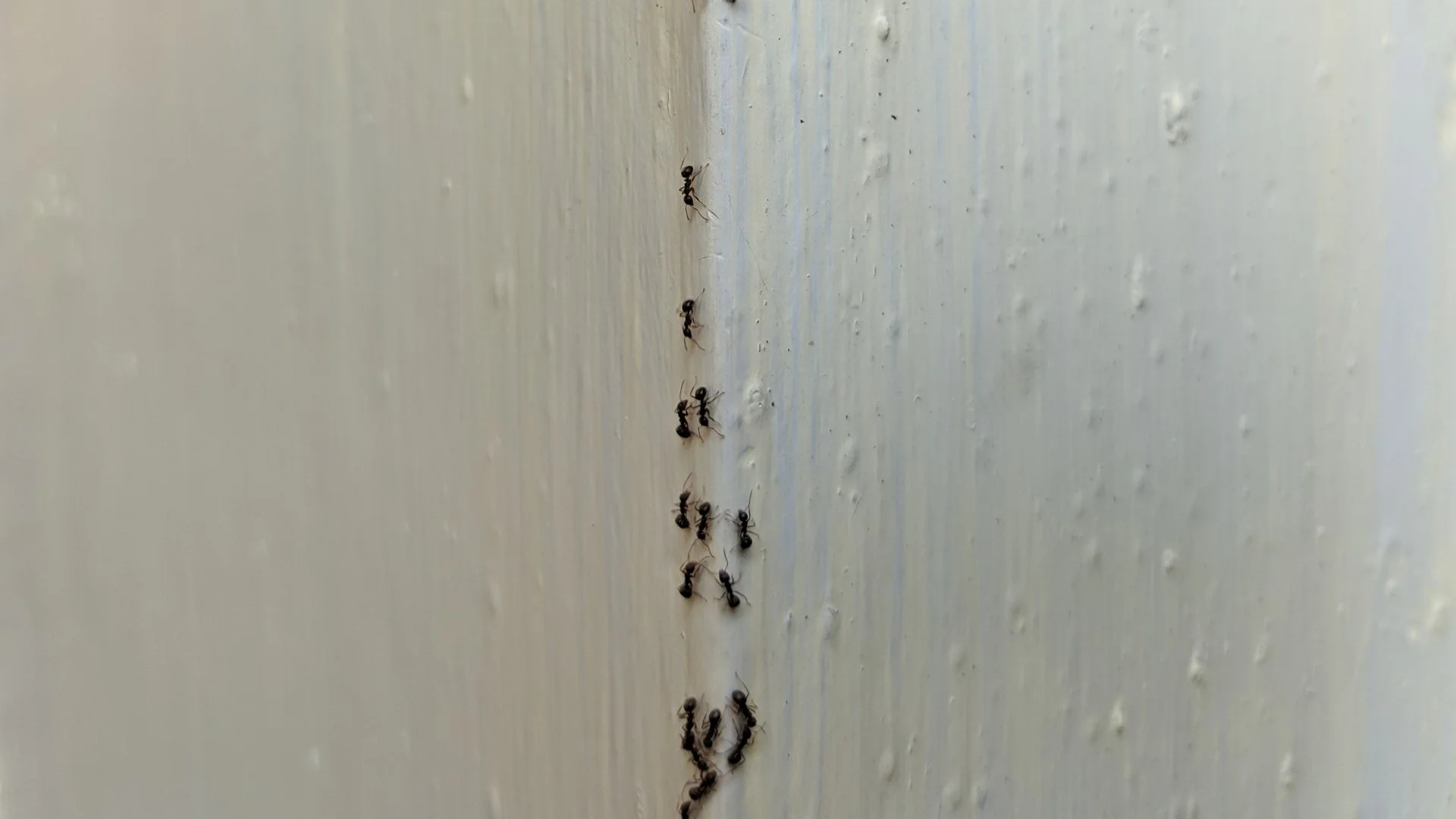 Is Peppermint Oil Effective as a Perimeter Pest Control Treatment?