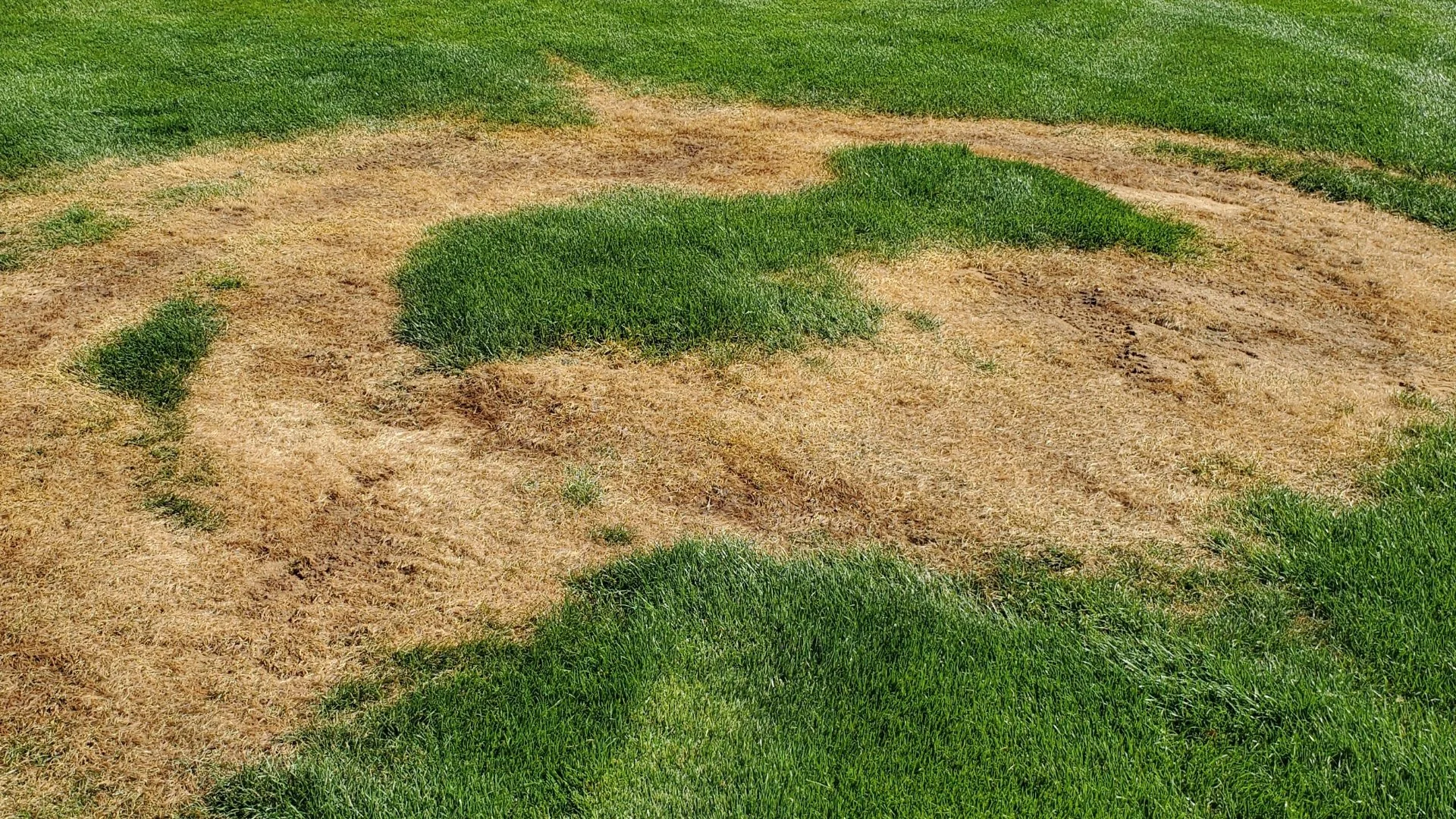 Lawn Diseases Are Usually the Result of Irrigation System Issues!