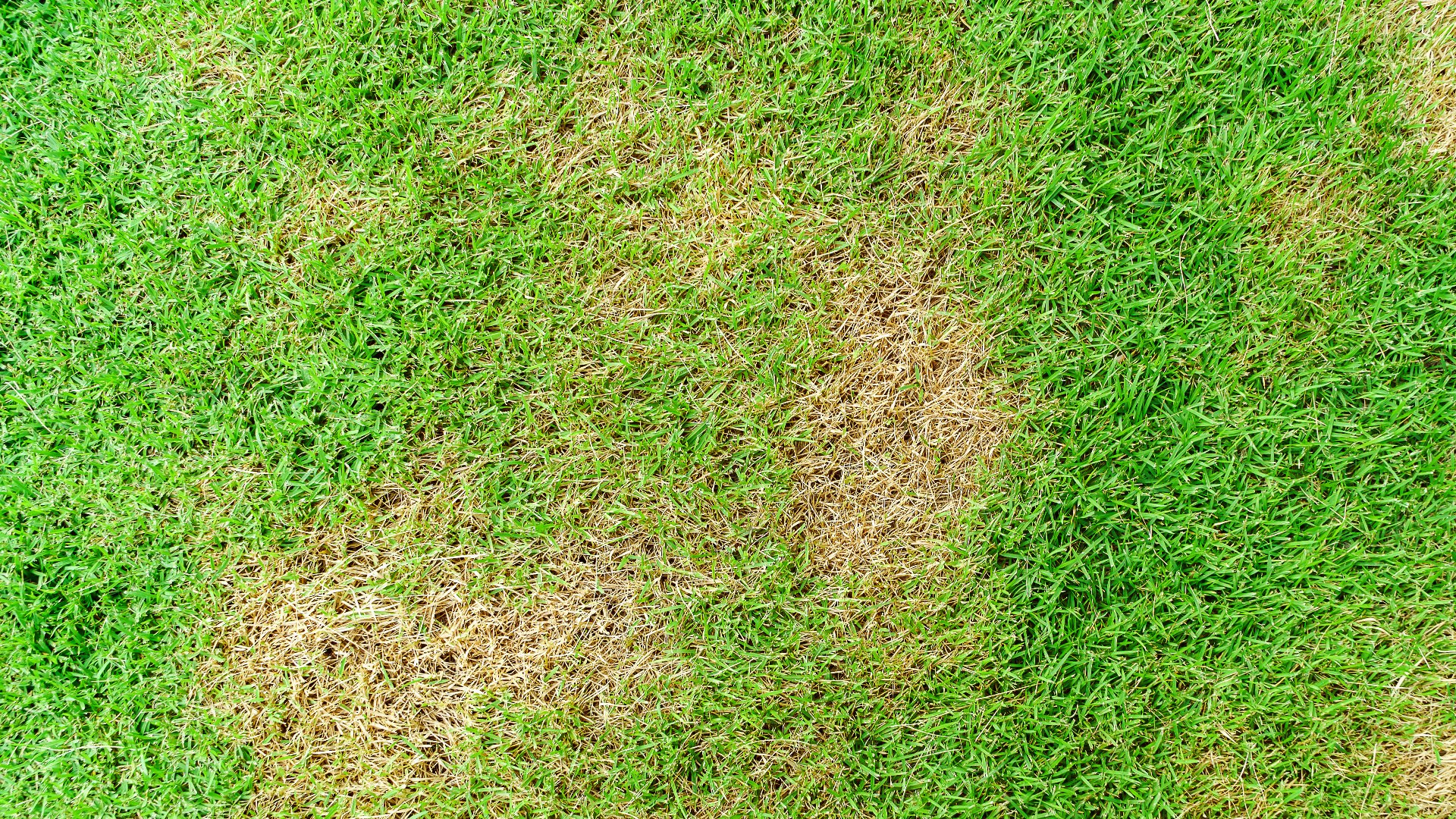 What Should I Do if Necrotic Ring Spot Invades My Lawn? | Mesa Turf Masters