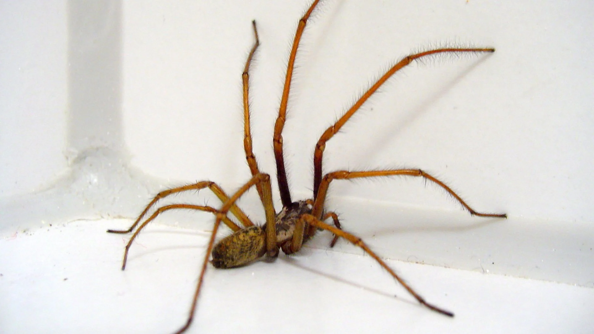 How Do I Keep Spiders Out of My House in Grand Junction, CO?