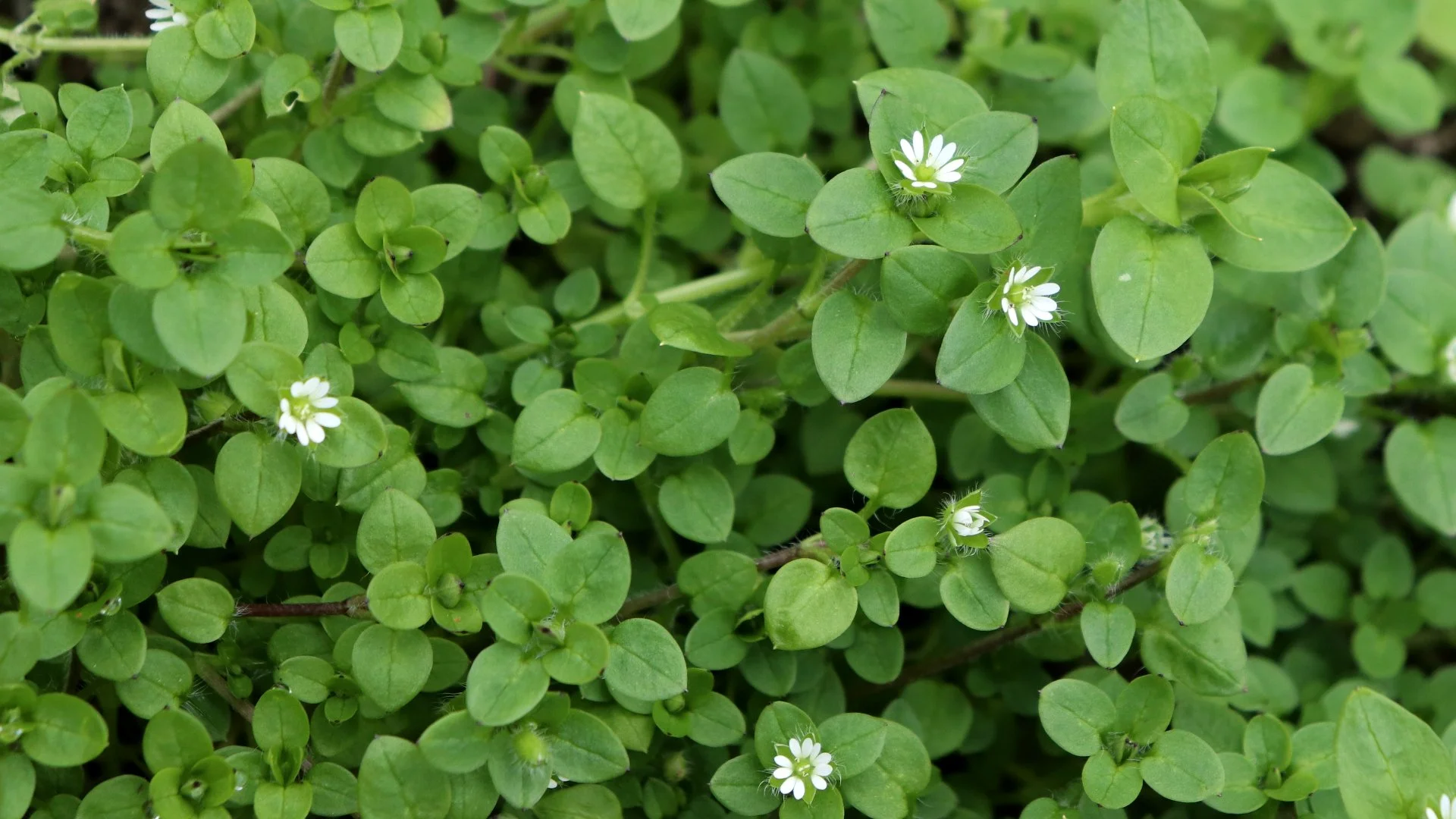 Post-Emergent Weed Control: When Will You Notice Results?