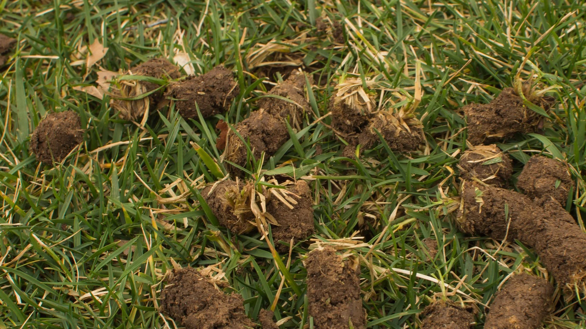 Don’t Forget to Have Your Lawn Aerated, Skipping This Service Is a Bad Idea