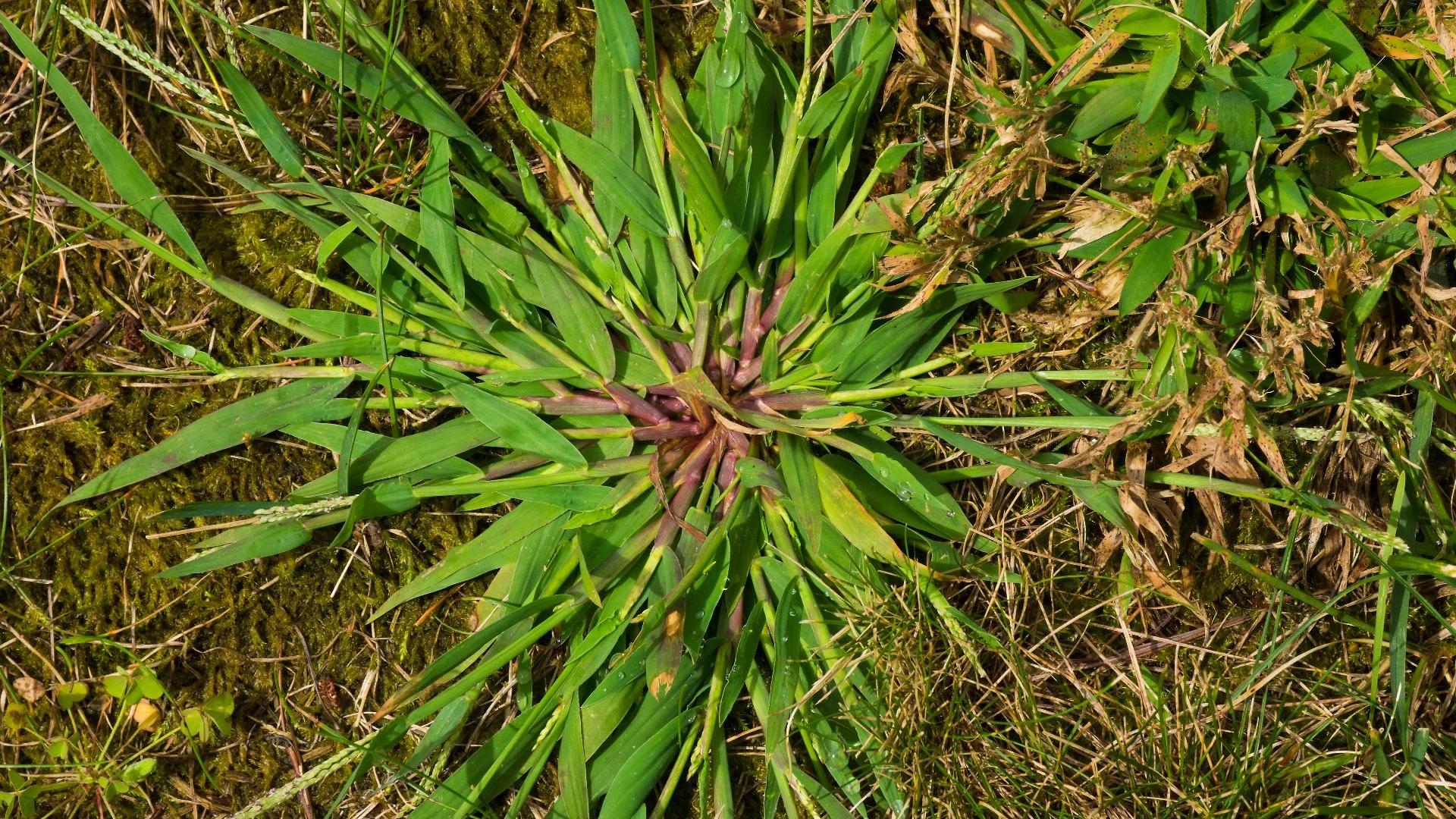 Comparing Annual vs Perennial Weeds