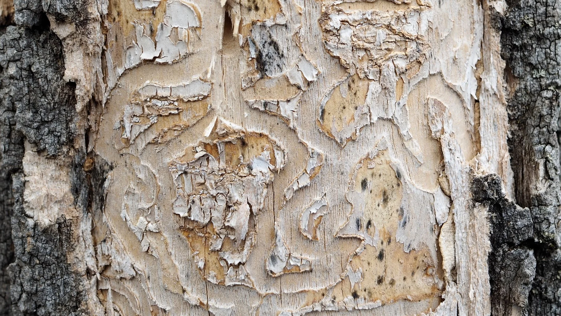 Ash Tree Insects in Grand Junction, CO - Bark Beetles vs Lilac Ash Borers