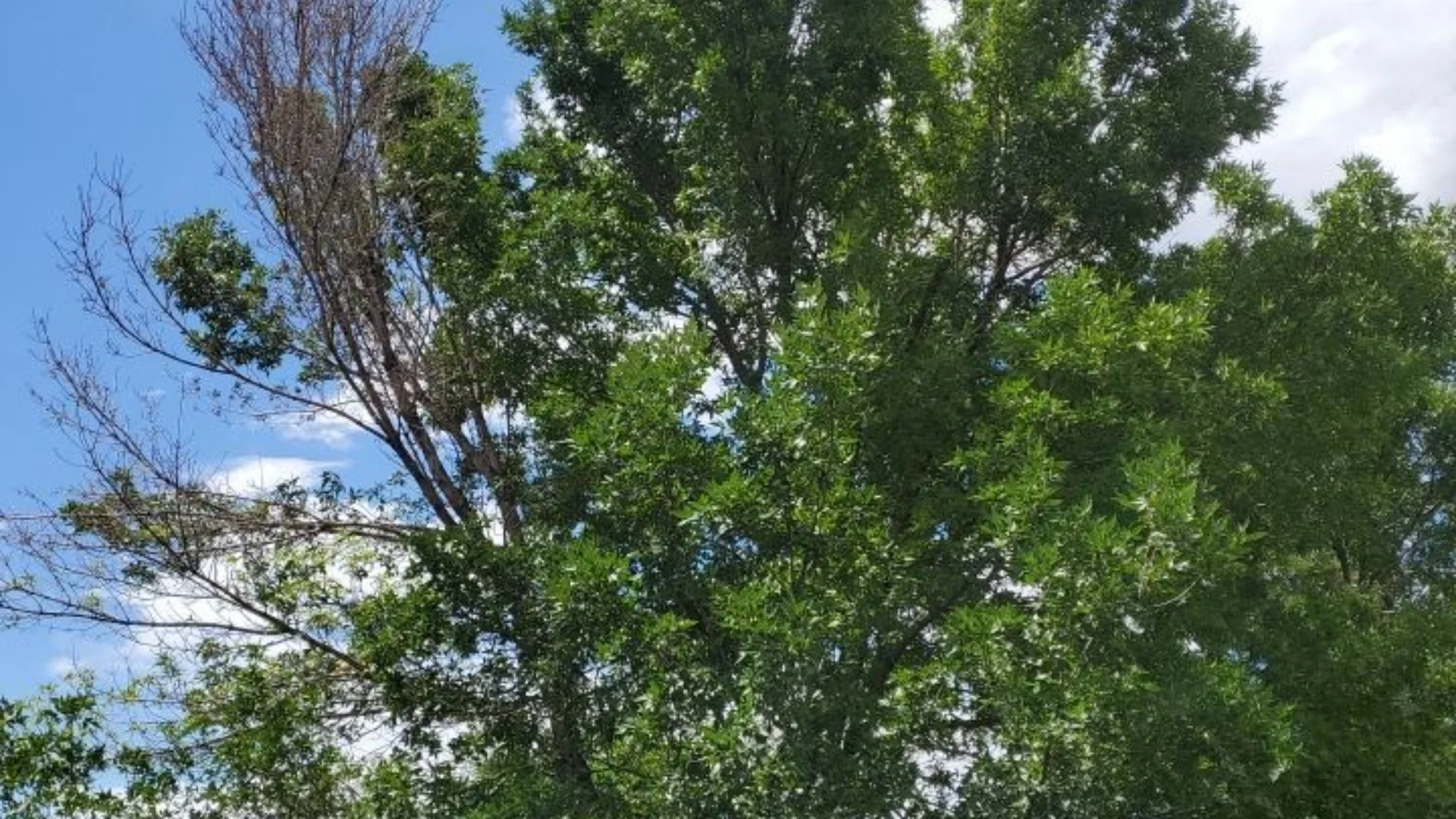 Ash Tree Treatments in Grand Junction, CO - Everything You Need to Know