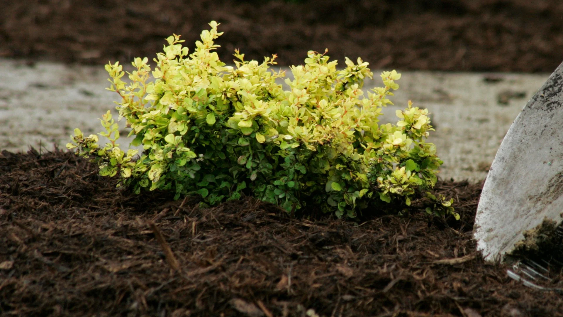 Mulch Can Help Enhance the Health of Your Plants!
