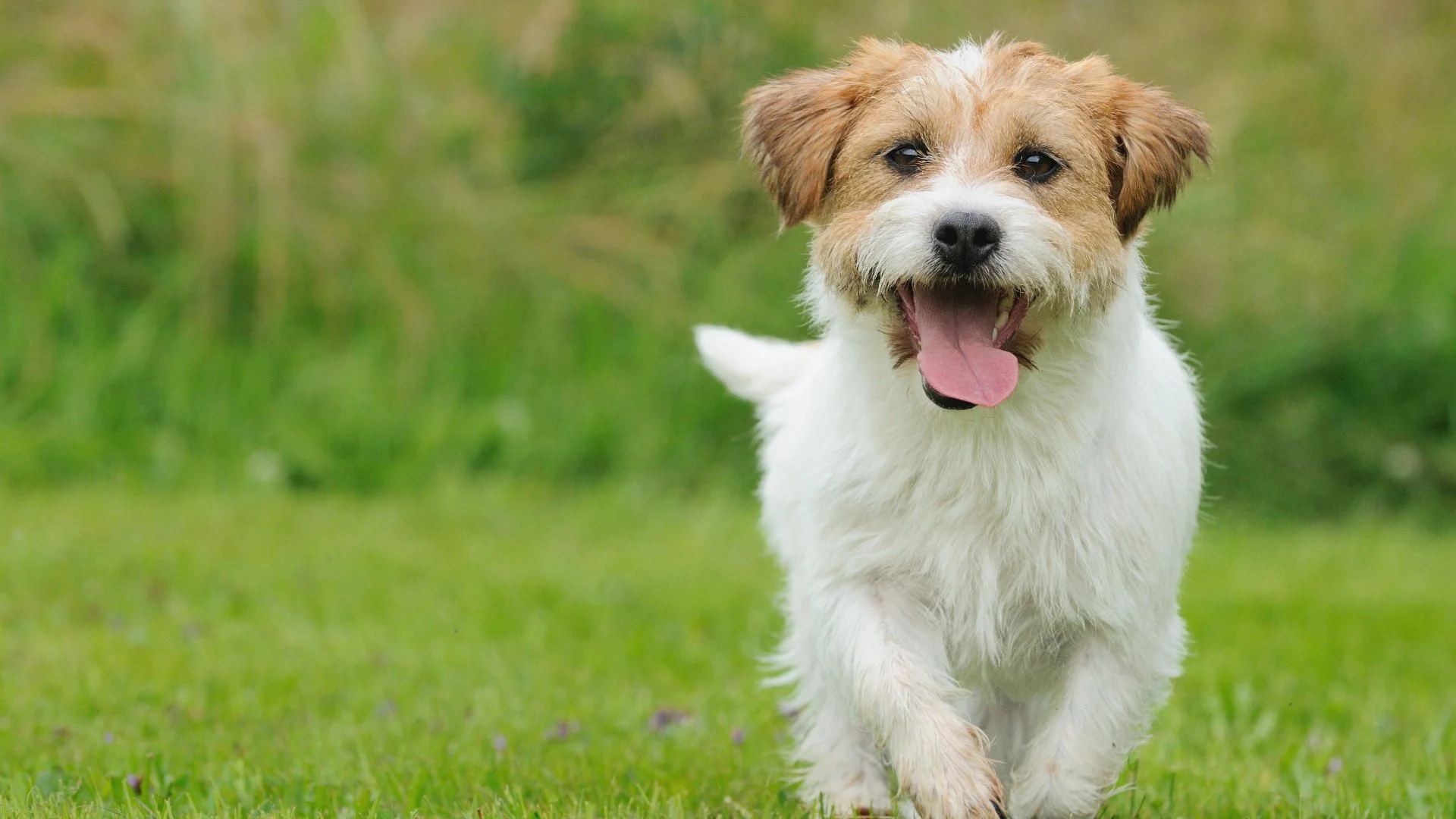 Helpful Tips to Keep Your Pets Safe During a Lawn Care Application