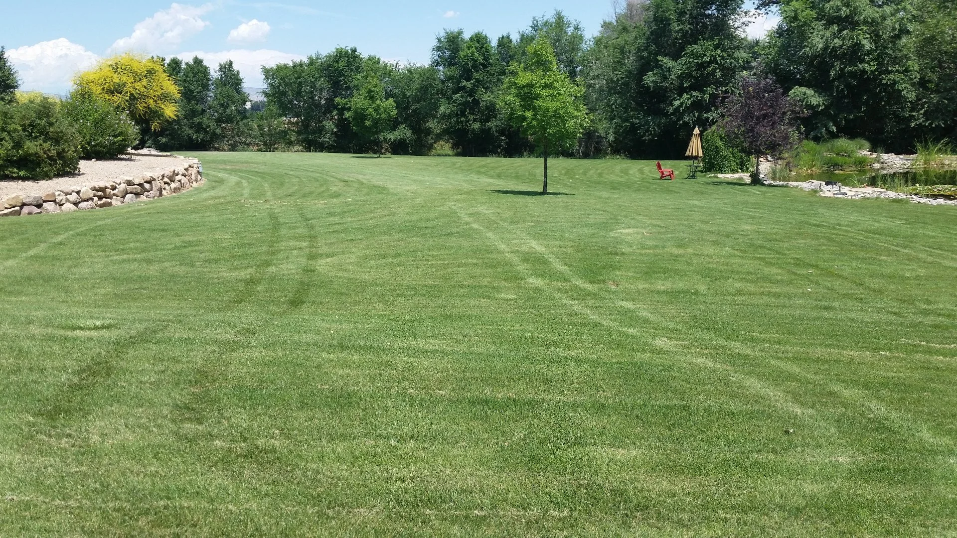 If You Have Grass in Colorado, Pairing Fertilizer & Weed Control Is a Must!