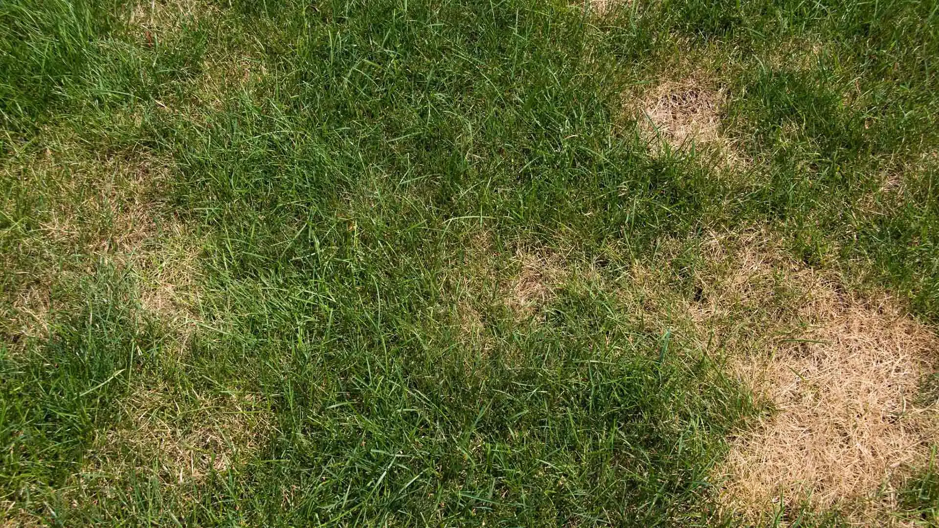 Brown spot lawn disease on a lawn needing to be cured in Clifton, CO.