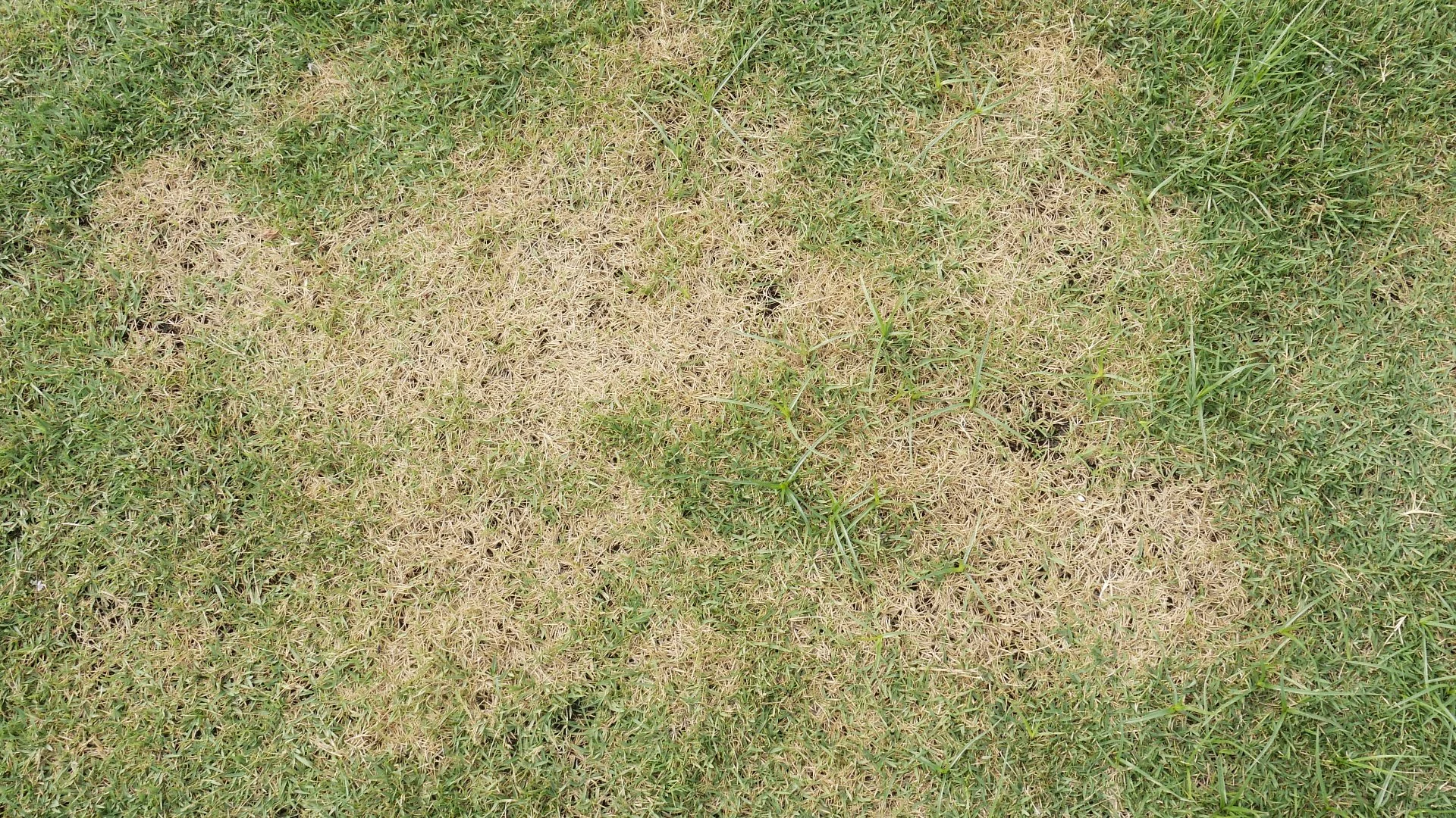 A Soil Conditioner Treatment Can Help Your Turf Recover From Fungal Damage