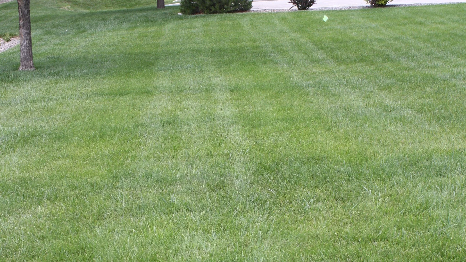 Don’t Apply Fertilizer to Your Lawn Too Early in the Spring!