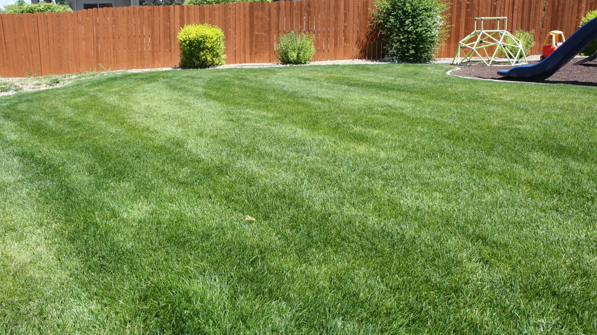 Do You Need to Eliminate Weeds on Your Lawn Before Overseeding It?