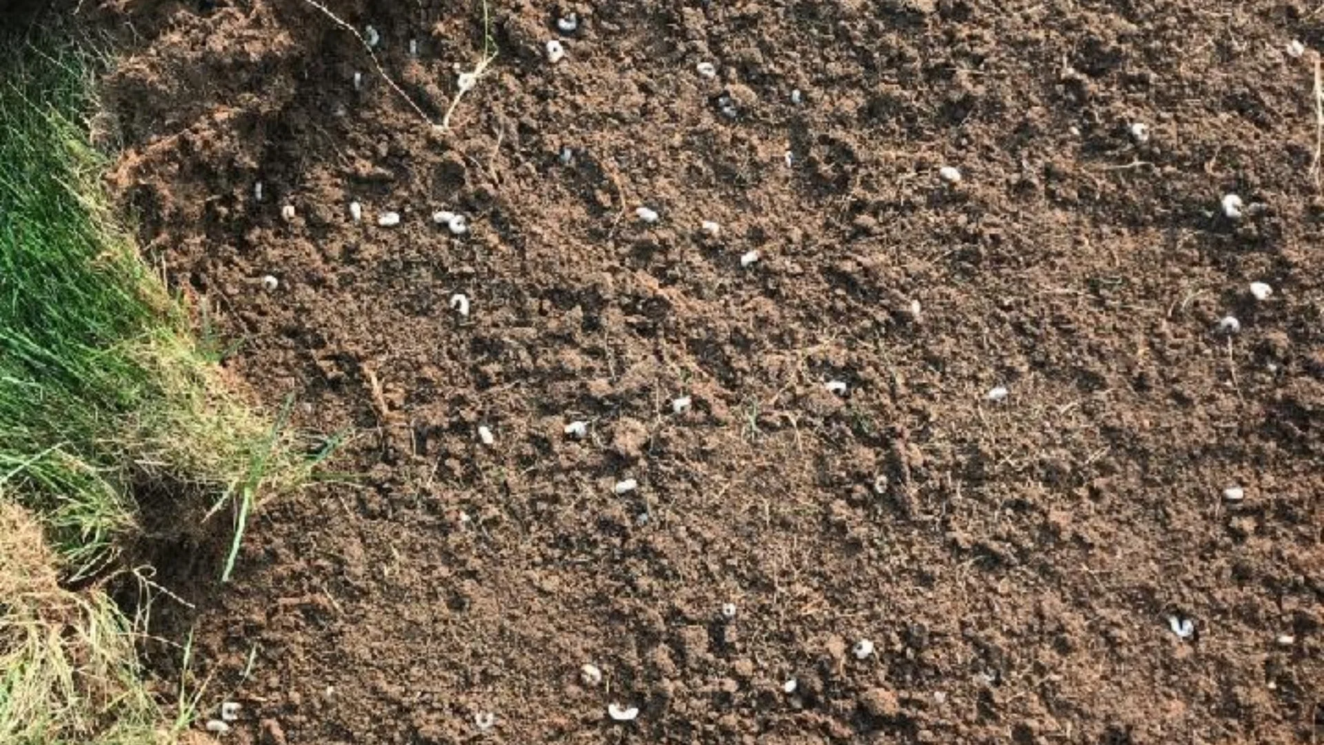 Have Grubs Destroyed Your Lawn? Here’s How to Help It Recover