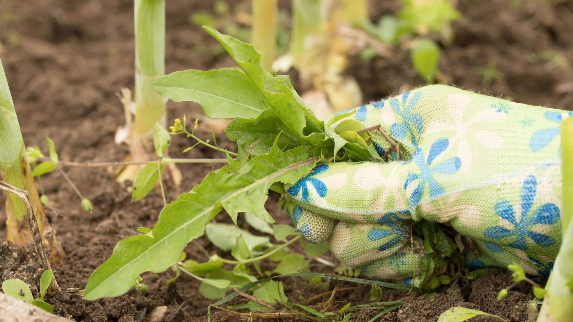 Is It Better to Pull or Spray the Weeds on Your Lawn?