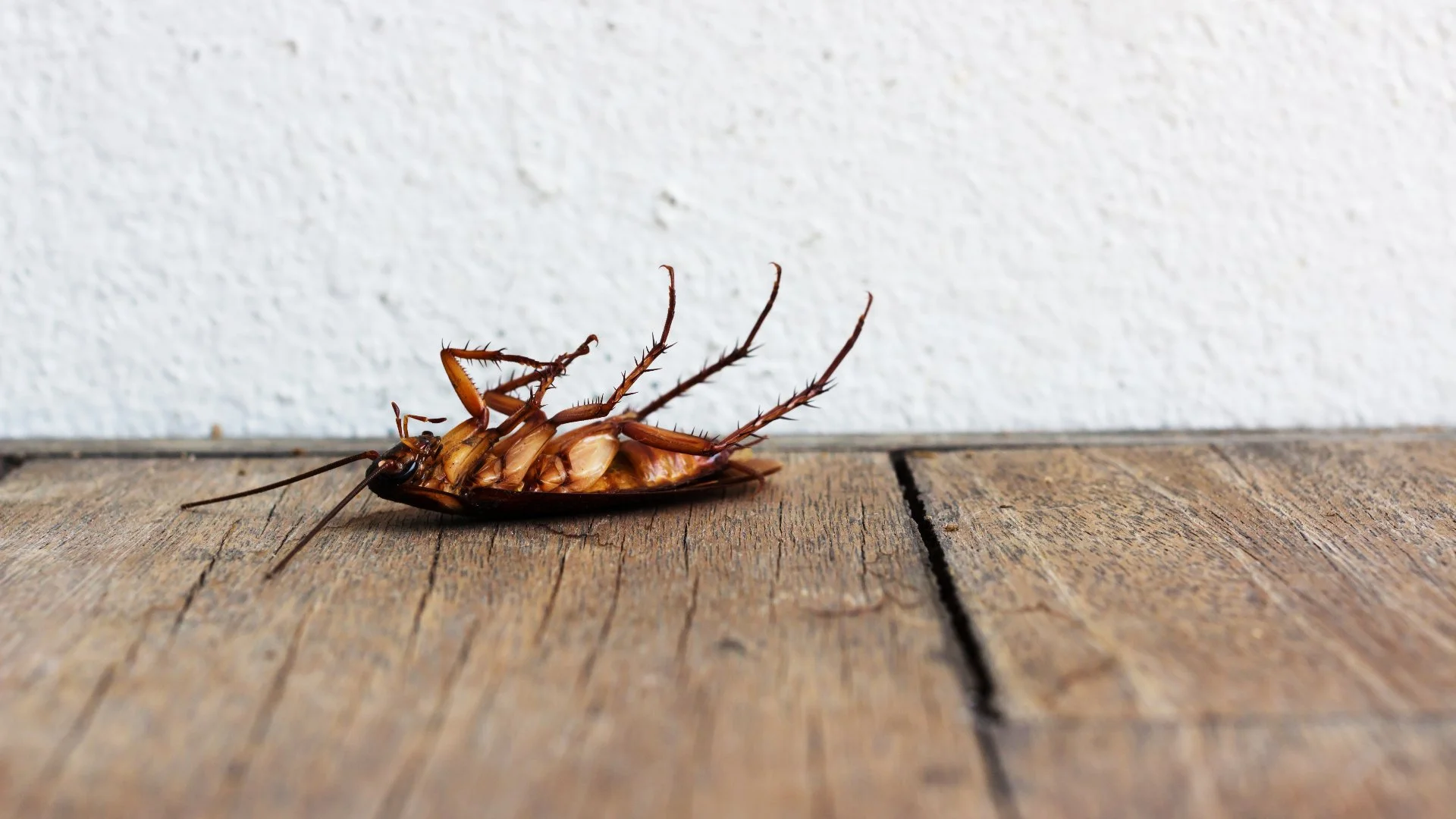 Professional Perimeter Pest Control Is a Worthwhile Investment!