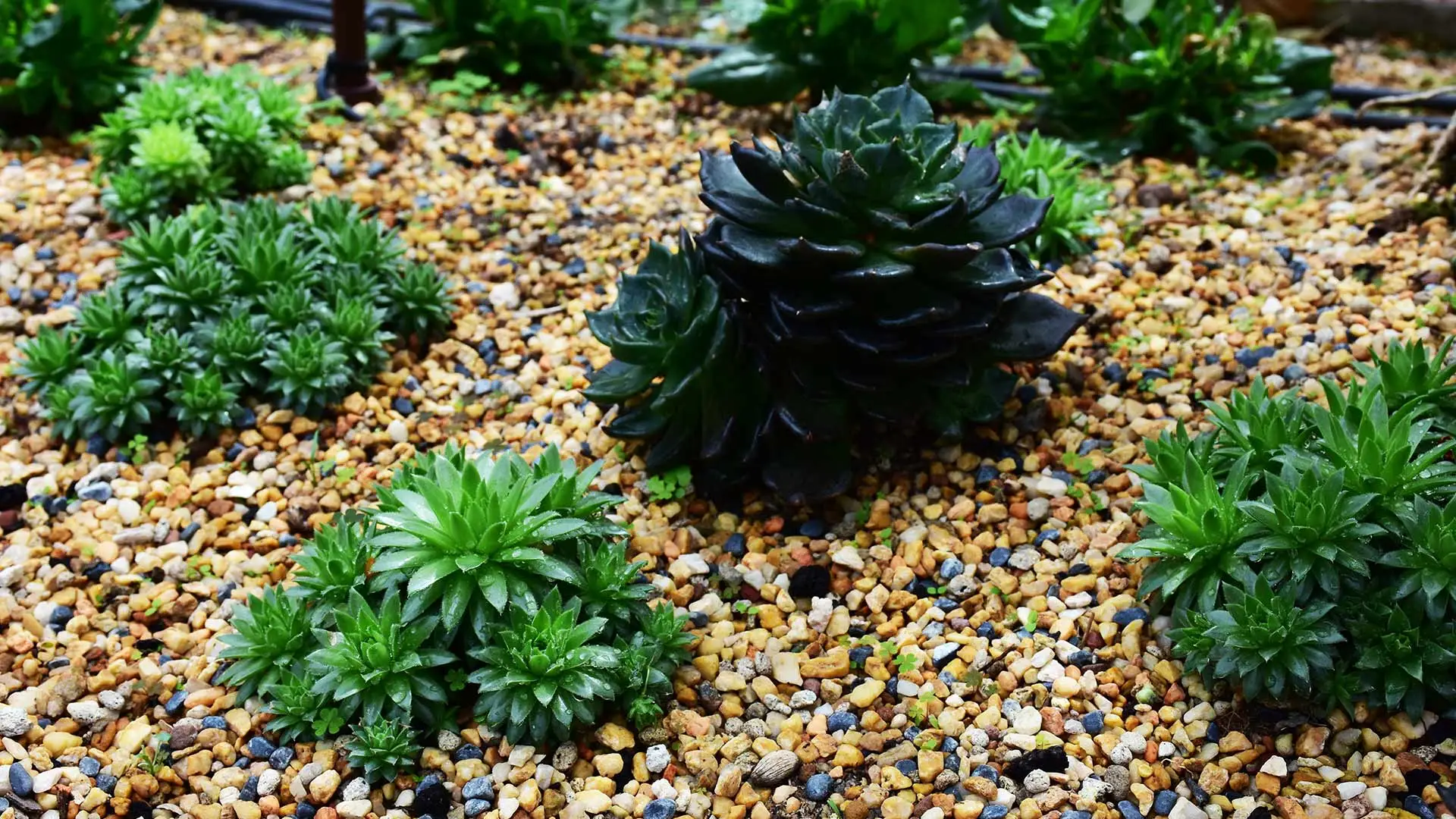 Rock mulch landscape bed with succulents installed near Clifton, Colorado.