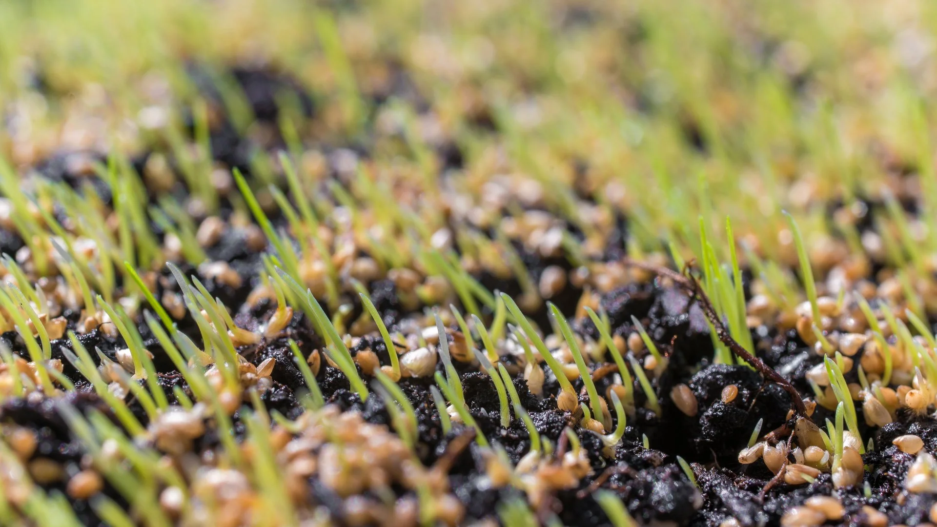 How Long Does It Take for Seeds to Grow After Overseeding?