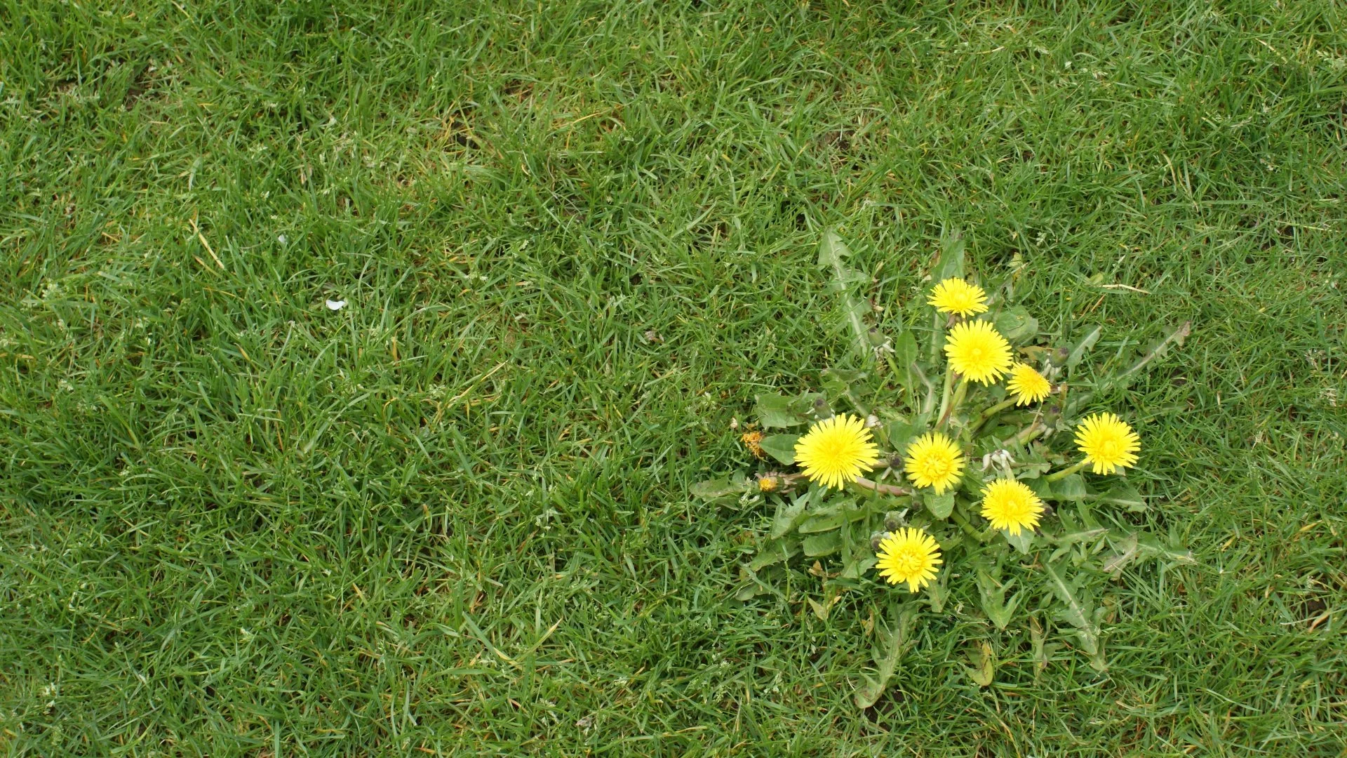 Broadleaf Weeds vs Grassy Weeds: What's the Difference?