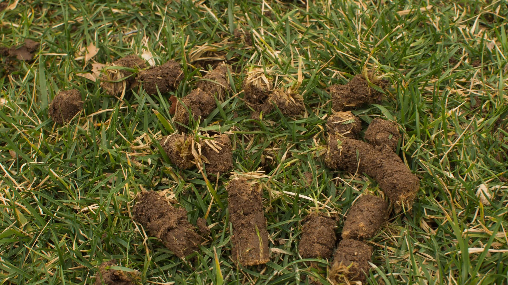 There's Clumps of Soil on My Lawn After Aeration - What Should I Do?