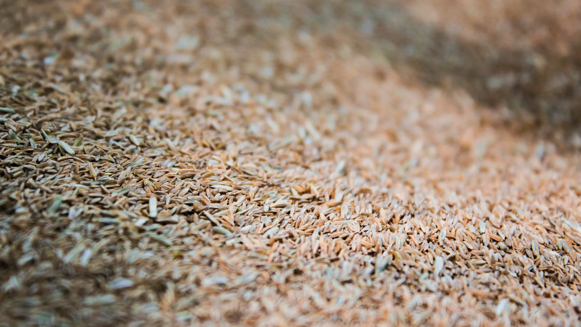 How Much Grass Seed Should You Use When Overseeding Your Lawn?