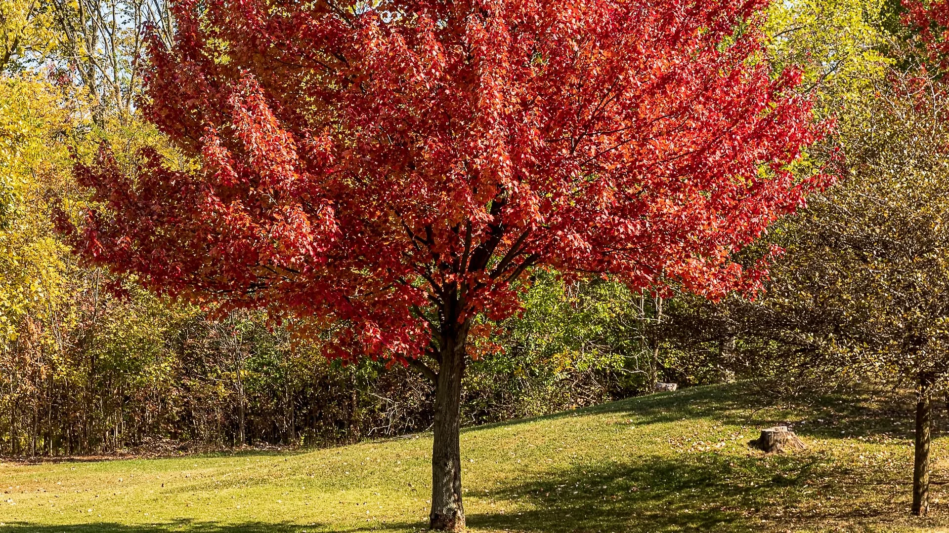 Leave Tree & Shrub Fertilization to the Pros
