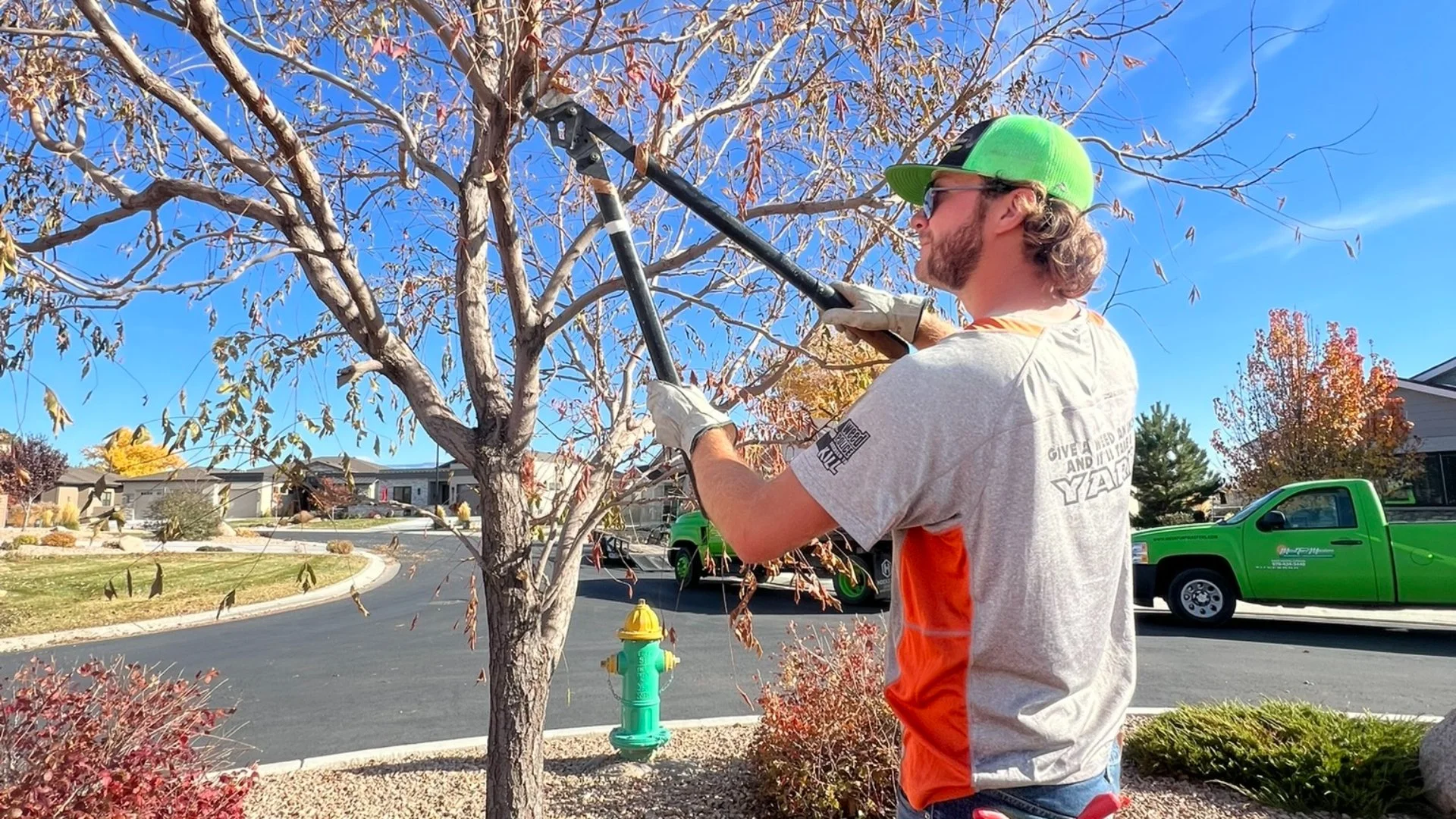 How Often Should You Have Your Plants Trimmed & Pruned?