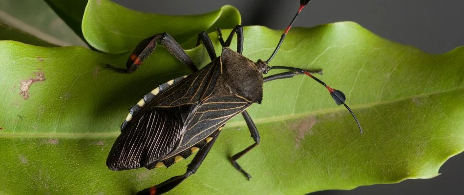 Adult chinch bug on a green leaf in Grand Junction, CO.